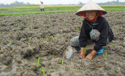 Nam Đàn: Quan tâm chỉ đạo thời vụ và cơ cấu giống vụ đông