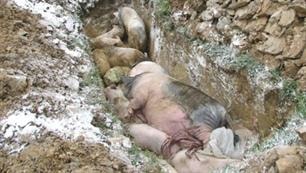 Dịch lợn tai xanh, gia cầm tái phát mạnh