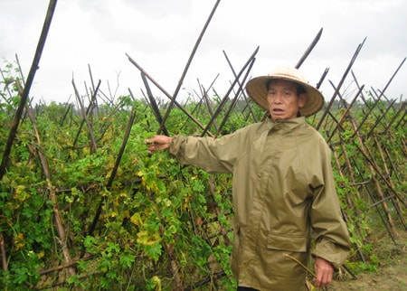 Mưa kéo dài, người trồng rau lao đao