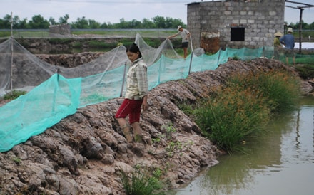 Chủ động phòng dịch bệnh cho nuôi trồng thuỷ sản trong mùa bão lụt