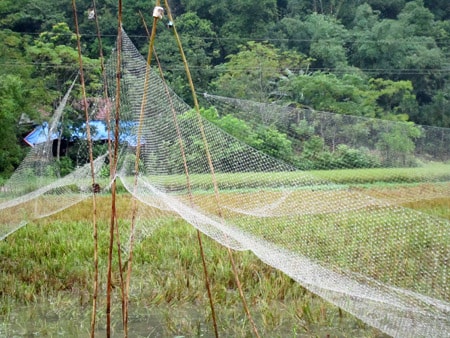 Thương cánh chim trời
