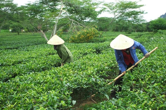 Bài cuối: "Đưa kinh tế trang trại phát triển hiệu quả, bền vững..."