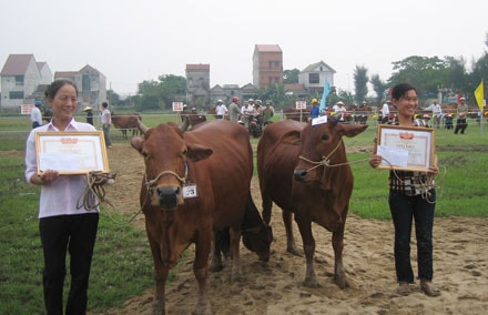 Hưng Nguyên: Hội thi bò lai sind "khoẻ, đẹp" lần thứ 3