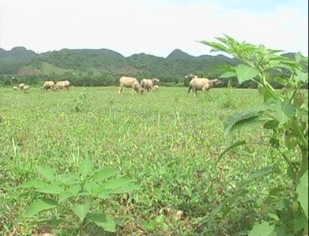 Dự án tỷ đô... làm khổ dân