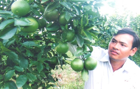 Giống cam V2  trên đất Phủ Quỳ