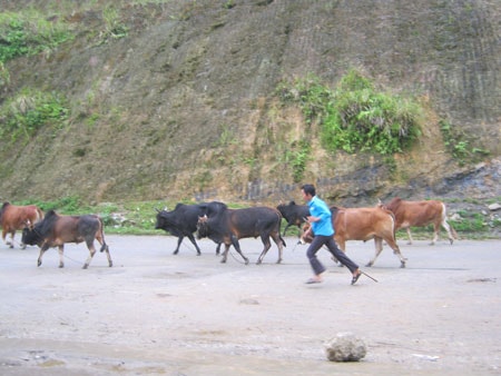 Kỳ I: Trâu bò lậu vượt rừng qua biên giới