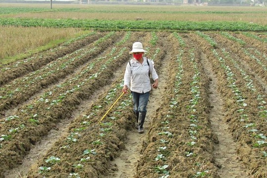 Nông dân Quỳnh Lưu không mặn mà sản xuất vụ đông?