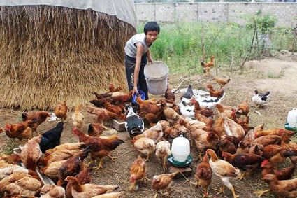 Nuôi gà an toàn sinh học cho thu nhập cao