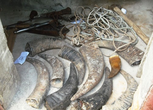 Công an Tân Kỳ: Phá đường dây trộm trâu bò