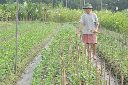 Nhiều cái khó đối với người trồng hoa Tết