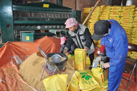 Thị trường giống lúa lai: Cạnh tranh chất lượng và giá