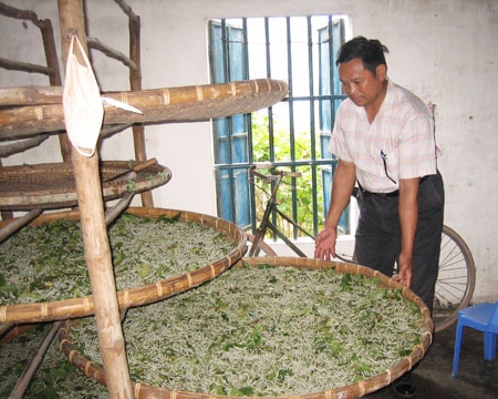 Khôi phục nghề trồng dâu, nuôi tằm