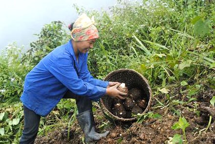 Về “thủ phủ khoai sọ”