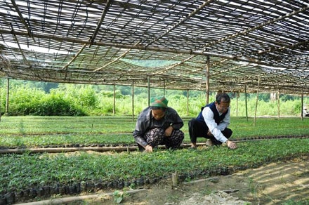 Phát triển cây mây ở Tương Dương