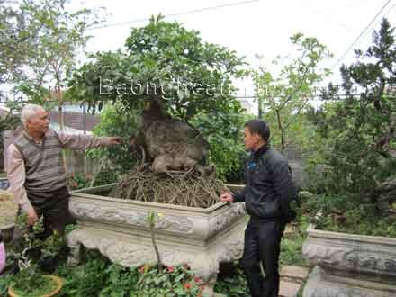 Góp thêm hương sắc cho đời