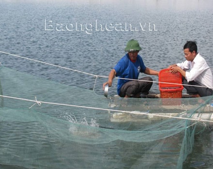 Quỳnh Lưu: Thành công từ mô hình nuôi ốc hương thương phẩm