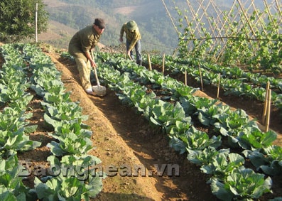 “Đặc sản” tết của TNXP xây dựng kinh tế