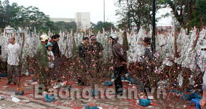Tết này đào, quất ế ẩm