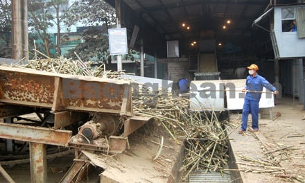 Niềm vui người trồng mía ở Con Cuông, Anh Sơn