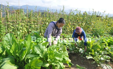 Hiệu quả mô hình trồng rau an toàn ở Tương Dương