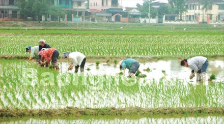 Hưng Nguyên mở rộng diện tích giống lúa chất lượng cao