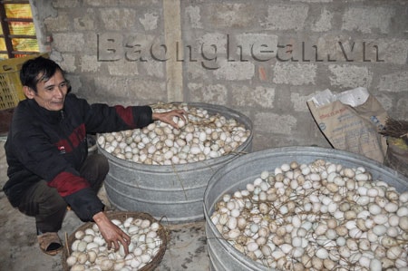 Người chăn nuôi khốn đốn vì trứng gia cầm rớt giá