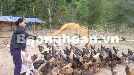 Người phụ nữ với trang trại“gà ta, lợn bản”