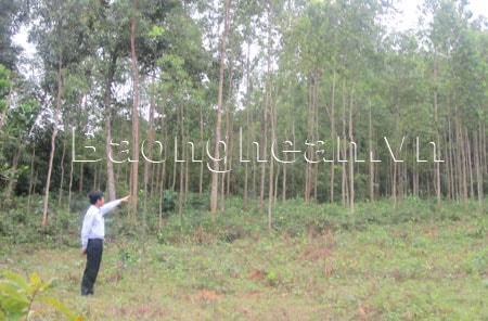 Giang Sơn Tây phát triển trồng rừng nguyên liệu