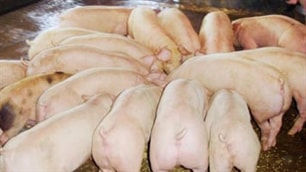 Phát hiện số lượng lớn chất kích thích tăng trọng lợn ở Đồng Nai