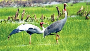 Vườn Quốc gia Tràm Chim là khu Ramsar thứ 4 ở Việt Nam