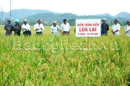 Bảo hiểm cây lúa: Chia sẻ rủi ro với nông dân