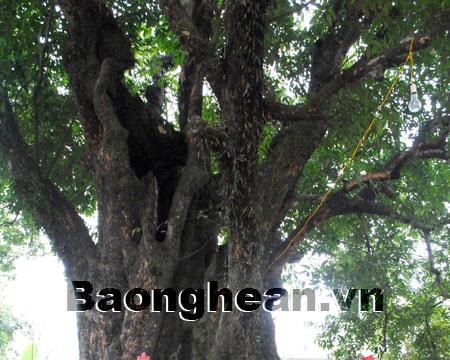 Nghệ An: Lễ đón Bằng công nhận 5 cây thị cổ là Cây Di sản Việt Nam