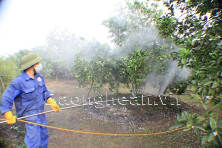 Trồng Cam V2 giá trị tăng 4 lần so giống cam khác