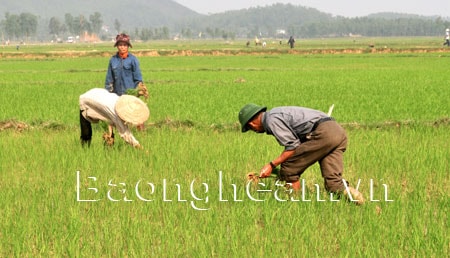 Nghi Lộc: Nhiều diện tích gieo sạ lúa bị chết