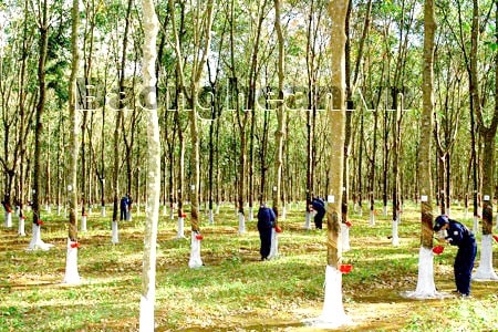 Bài 2: Phát huy thế mạnh cây công nghiệp