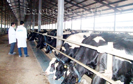 Bài 3:  Phát triển chăn nuôi gia súc