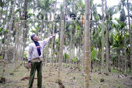 “Vua cau” Đồng Luốc