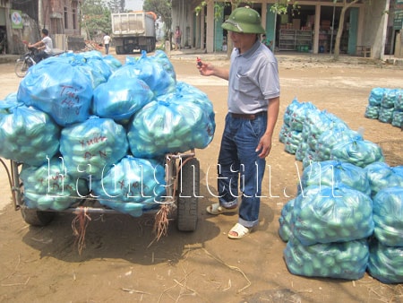 Xây dựng thương hiệu su su Quỳnh Liên