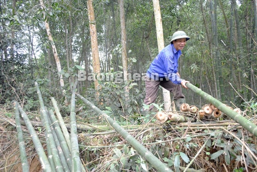 Cây mét giúp người dân Con Cuông xóa nghèo