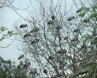 Chim hạc về đậu trắng đền Cả