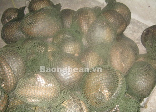 Bắt xế hộp gắn biển giả vận chuyển hàng cấm