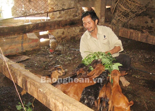 Nam Hưng (Nam Đàn): Phát triển nghề chăn nuôi dê