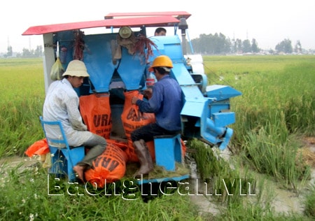 Liên minh sản xuất hàng hóa - Tiền đề xây dựng cánh đồng mẫu lớn