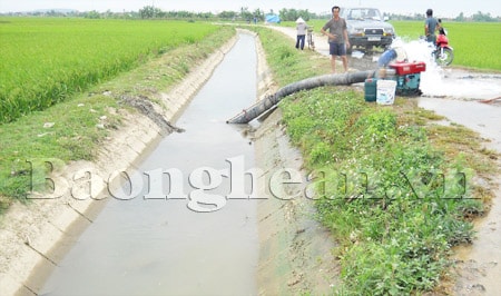 Tập trung chống hạn  cứu lúa