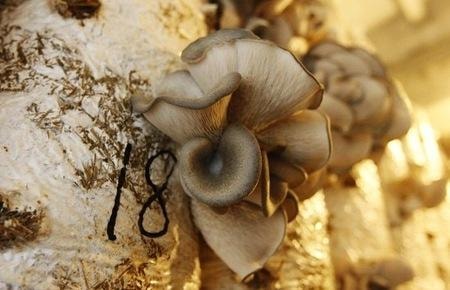 36 loại rau Việt Nam đã vào thị trường Mỹ