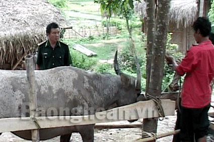 Tình quân dân nơi biên giới