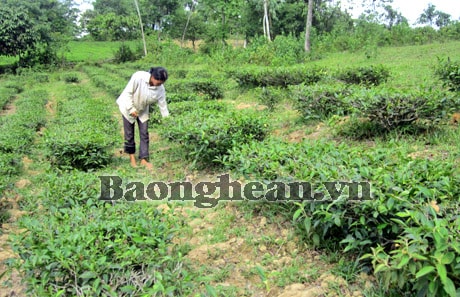 Diện tích giảm, năng suất thấp