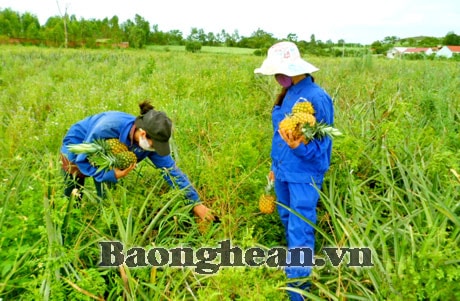 Giải pháp nào để ổn định vùng nguyên liệu dứa?