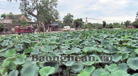 Hoàn thành Dự án Phủ kín ao sen trên quê hương Bác Hồ