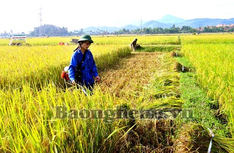 Giống lúa thuần chất lượng cao